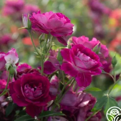 Heirloom Roses Burgundy Iceberg™ Best