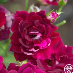Heirloom Roses Burgundy Iceberg™ Best
