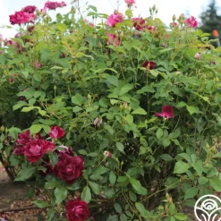 Heirloom Roses Burgundy Iceberg™ Best
