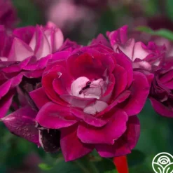 Heirloom Roses Burgundy Iceberg™ Best