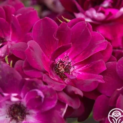 Heirloom Roses Burgundy Iceberg™ Best