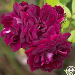 Heirloom Roses Burgundy Iceberg™ Best