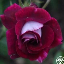 Heirloom Roses Burgundy Iceberg™ Best