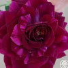 Heirloom Roses Burlesque Outlet