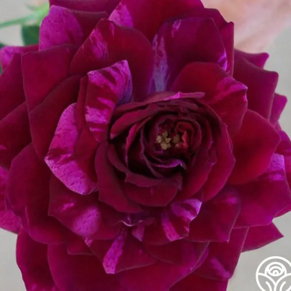 Heirloom Roses Burlesque Outlet
