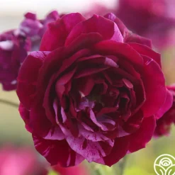 Heirloom Roses Burlesque Outlet
