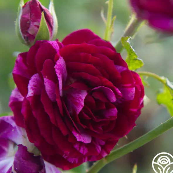 Heirloom Roses Burlesque Outlet