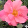 Heirloom Roses Butterfly Magic Clearance