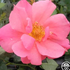 Heirloom Roses Butterfly Magic Clearance