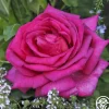 Heirloom Roses Buxom Beauty™ New