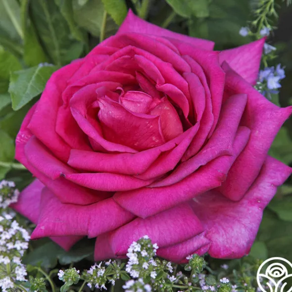 Heirloom Roses Buxom Beauty™ New