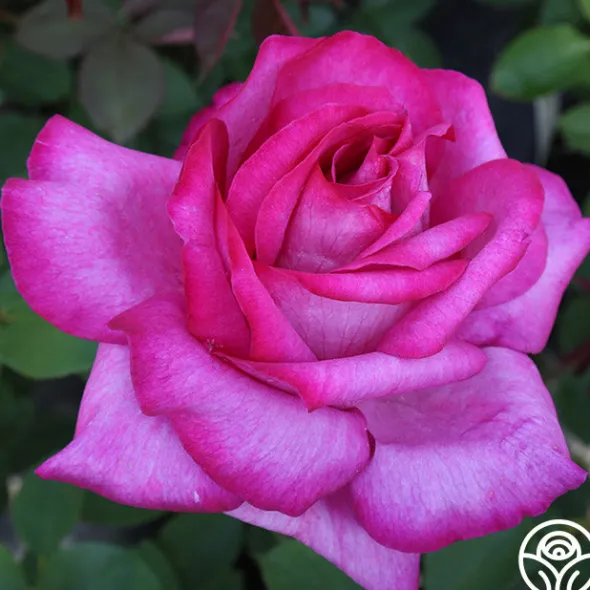 Heirloom Roses Buxom Beauty™ New
