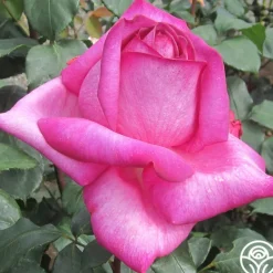 Heirloom Roses Buxom Beauty™ New