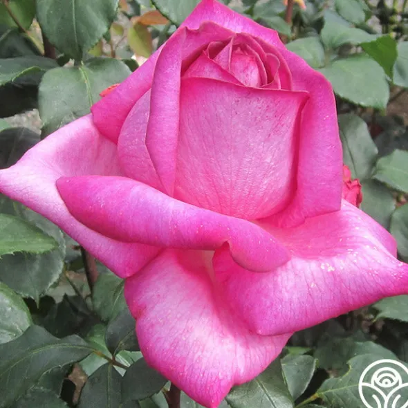 Heirloom Roses Buxom Beauty™ New