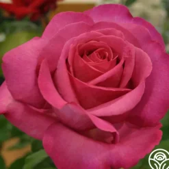 Heirloom Roses Buxom Beauty™ New