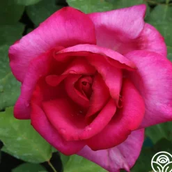 Heirloom Roses Buxom Beauty™ New