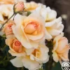 Heirloom Roses By Appointment™ Sale