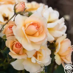 Heirloom Roses By Appointment™ Sale