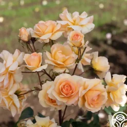 Heirloom Roses By Appointment™ Sale