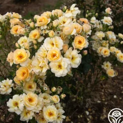 Heirloom Roses By Appointment™ Sale