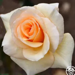 Heirloom Roses By Appointment™ Sale
