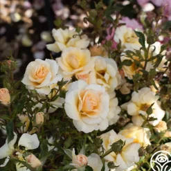 Heirloom Roses By Appointment™ Sale