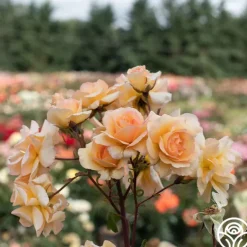 Heirloom Roses By Appointment™ Sale