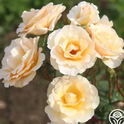 Heirloom Roses By Appointment™ Sale