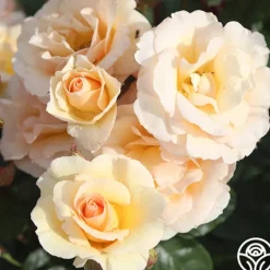 Heirloom Roses By Appointment™ Sale