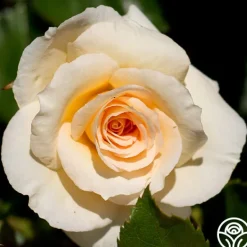 Heirloom Roses By Appointment™ Sale