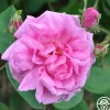 Heirloom Roses Cabbage Rose Discount