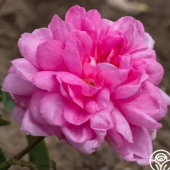Heirloom Roses Cabbage Rose Discount