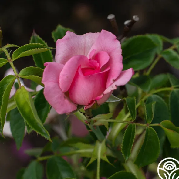 Heirloom Roses Cabbage Rose Discount