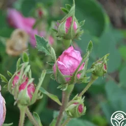 Heirloom Roses Cabbage Rose Discount