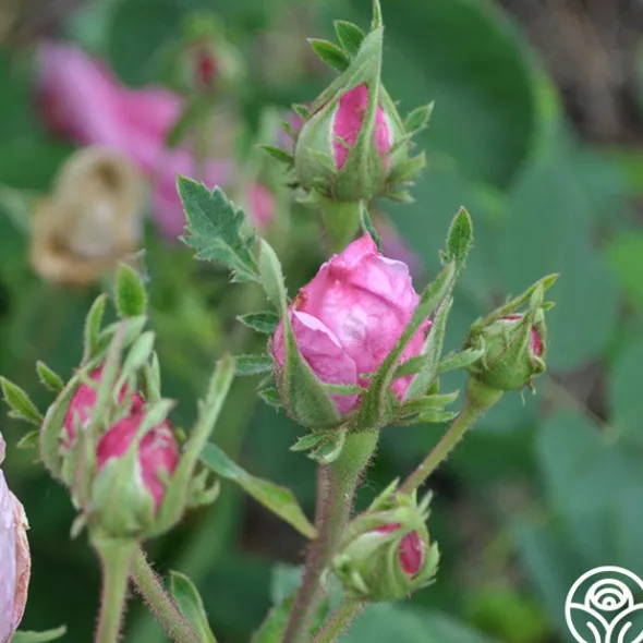 Heirloom Roses Cabbage Rose Discount