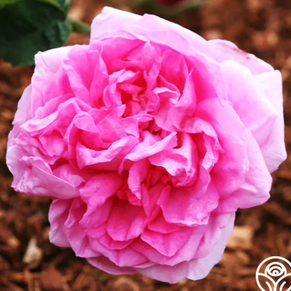 Heirloom Roses Cabbage Rose Discount