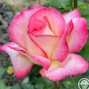 Heirloom Roses California Dreamin'™ New