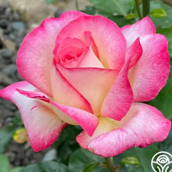 Heirloom Roses California Dreamin'™ New