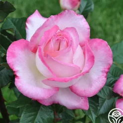Heirloom Roses California Dreamin'™ New