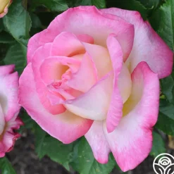 Heirloom Roses California Dreamin'™ New
