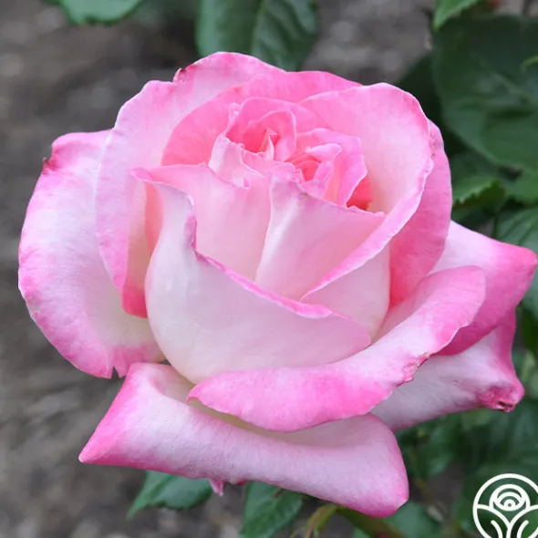 Heirloom Roses California Dreamin'™ New