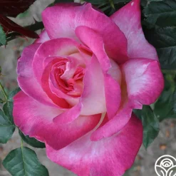 Heirloom Roses California Dreamin'™ New