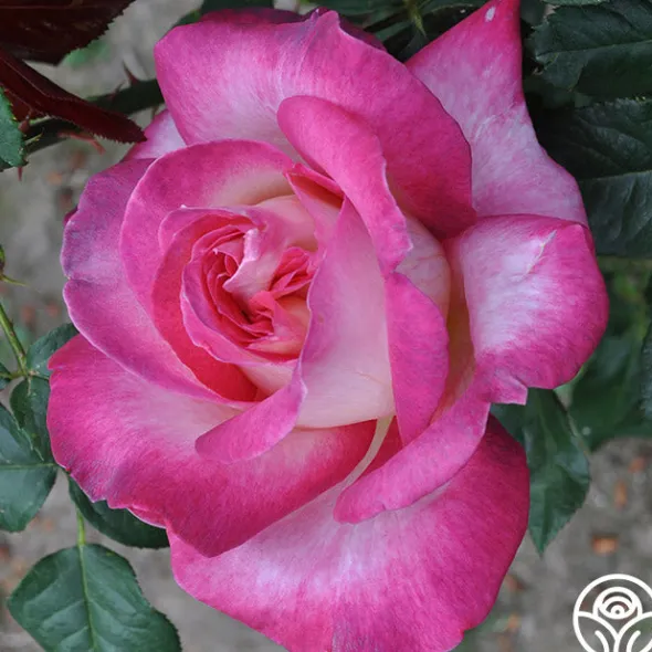 Heirloom Roses California Dreamin'™ New