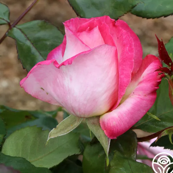 Heirloom Roses California Dreamin'™ New