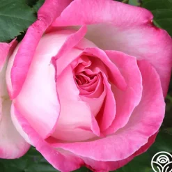 Heirloom Roses California Dreamin'™ New