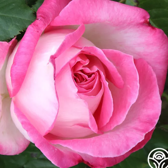 Heirloom Roses California Dreamin'™ New