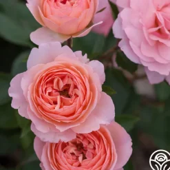 Heirloom Roses Calypso Outlet