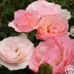 Heirloom Roses Calypso Outlet
