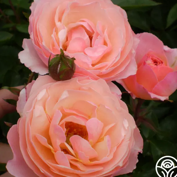 Heirloom Roses Calypso Outlet