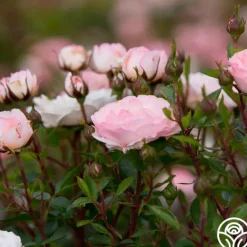 Heirloom Roses Calypso Outlet